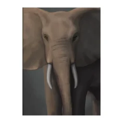 Posters<Kunskapstavlan® Affiche Skogselefant, 50x70 cm