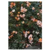 Posters<Fine Little Day Poster Rose, 70x100 cm