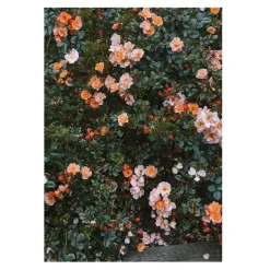 Posters<Fine Little Day Poster Rose, 70x100 cm