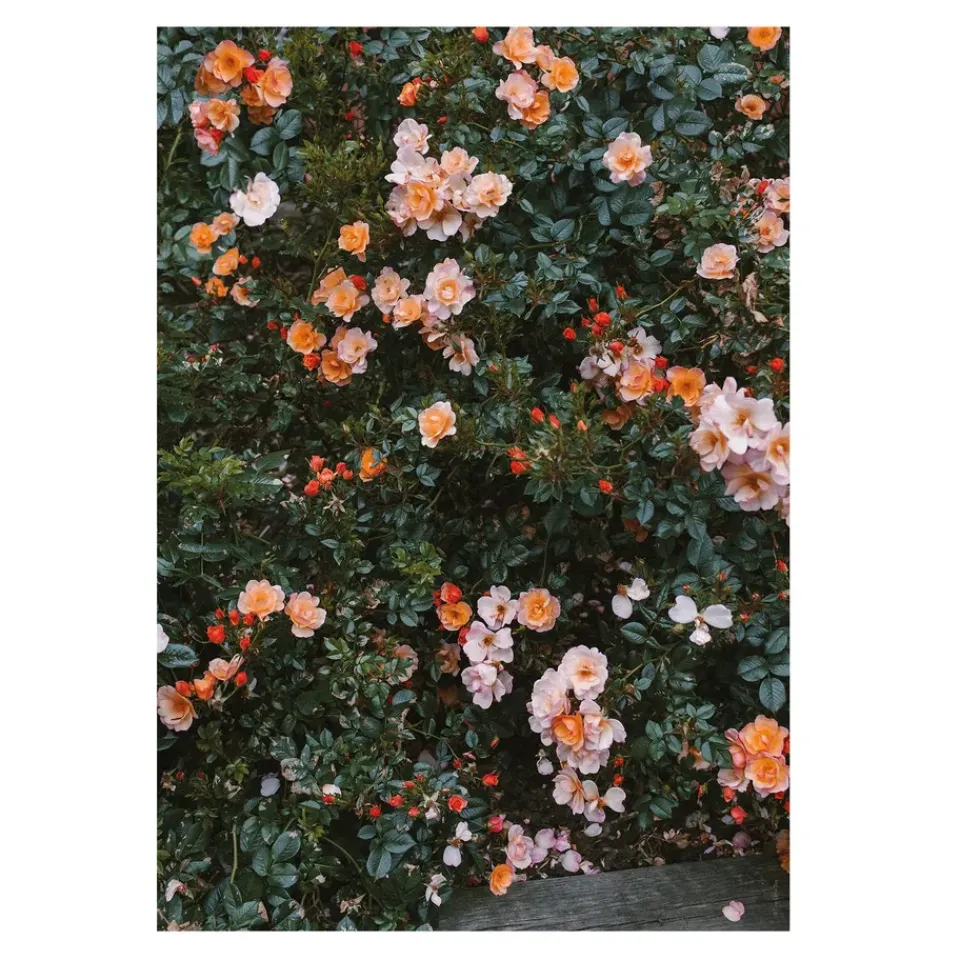 Posters<Fine Little Day Poster Rose, 70x100 cm