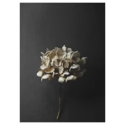 Posters<Paper Collective Still Life 04 Hydrangea poster, 30 x 40 cm