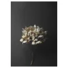 Posters<Paper Collective Still Life 04 Hydrangea poster, 50 x 70 cm